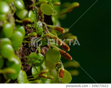 Sporophylls of Bean creeper 109273022
