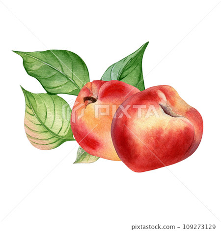 Watercolor illustration with nectarines and leaf isolated on white background. Whole ripe fruits painting. Peach hand drawn. Design element for package, label, kitchen, skin care cosmetic, juice 109273129