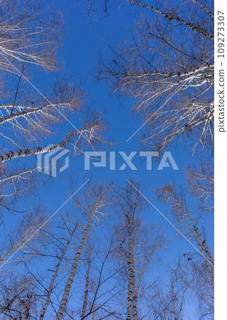 High bare winter or spring birch trees against blue sky background. Bottom view to birch tops. High bare winter or spring birch trees against blue sky background. Bottom view to birch tops. 109273307