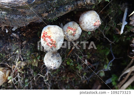 Mushroom World 109273323