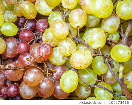 Green variety of grapes on the table. Berry harvest. Home furnishings. Kishmish on the table. Grapes of different colors. Fruit dessert. Wine ingredient. Green variety of grapes on the table. Berry harvest. Home furnishings. Kishmish on the table. Grapes of different colors. Fruit dessert. Wine ingredient. 109273416