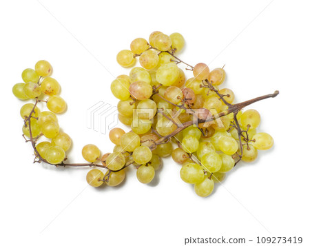 Grapes on a white background. berries for wine. Berry isolate. Sweet grapes kishmish. Grapes on a white background. berries for wine. Berry isolate. Sweet grapes kishmish. 109273419