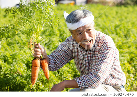 Men harvesting vegetables 109273470