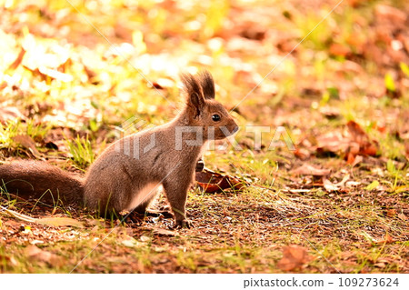Fallen Leaves and Ezolith Fallen Leaves and Ezolith 109273624