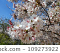 Close-up of cherry blossoms 109273922