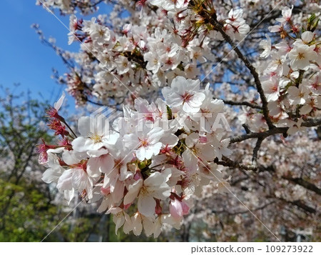 Close-up of cherry blossoms 109273922