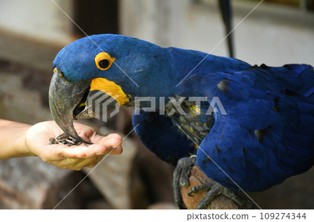 Macaw Macaw 109274344
