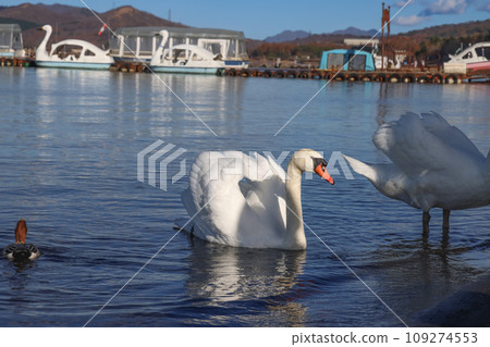   Swan in Lake Yamanaka 109274553