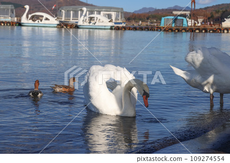   Swan in Lake Yamanaka 109274554