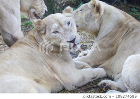 The female fat lion is rest after eat The female fat lion is rest after eat 109274599