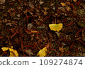 Fallen leaves  109274874