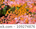 Autumn leaves Japanese pattern 109274876