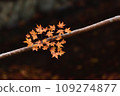 branch autumn leaves 109274877