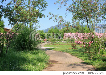 阿蘇玫瑰園 阿蘇玫瑰園 109275128