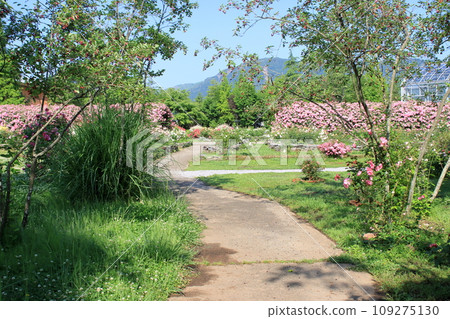 Rose garden in full bloom Rose garden in full bloom 109275130