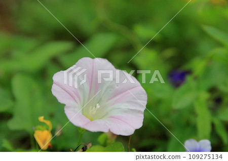Bindweed in full bloom Bindweed in full bloom 109275134