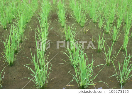 rice planted in a rice field 109275135