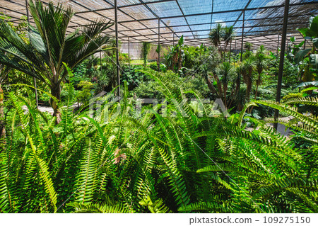 Interior view of the cold house Estufa Fria is a greenhouse with gardens, ponds, plants and trees with fern in foreground in Lisbon, Portugal Interior view of the cold house Estufa Fria is a greenhouse with gardens, ponds, plants and trees with fern in foreground in Lisbon, Portugal 109275150
