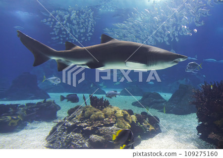 Sand tiger shark Carcharias taurus underwater Sand tiger shark Carcharias taurus underwater 109275160