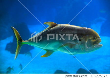 The crevalle jack (Caranx hippos), also known as the common jack, black-tailed trevally, couvalli jack, black cavalli, jack crevale, or yellow cavalli The crevalle jack (Caranx hippos), also known as the common jack, black-tailed trevally, couvalli jack, black cavalli, jack crevale, or yellow cavalli 109275173