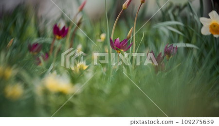 Blooming red tulips in the garden among green grass, spring day 109275639