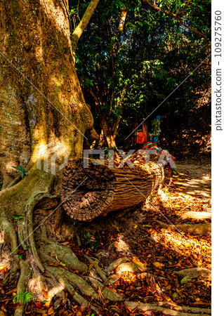 Enchanting Wilderness Forest Trail Scene in Deep Woodland. 109275760