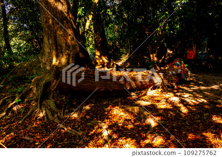 Enchanting Wilderness Forest Trail Scene in Deep Woodland 109275762