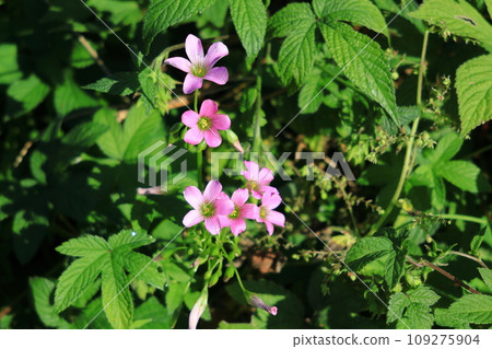 purple oxalis flowers 109275904