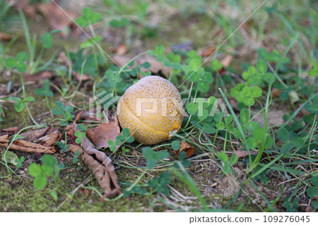 Fruit of Tinon 109276045
