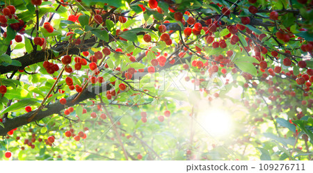 Branch with red gumi berries Branch with red gumi berries 109276711