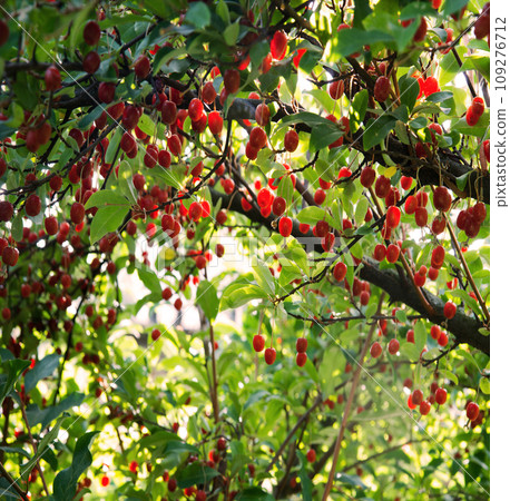 Branch with red gumi berries Branch with red gumi berries 109276712