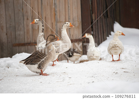 Village geese walk in the winter yard 109276811