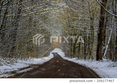 Dirt road in snowy forest Dirt road in snowy forest 109277467