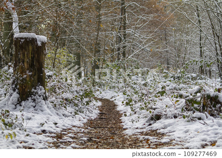 Dirt road in snowy forest Dirt road in snowy forest 109277469