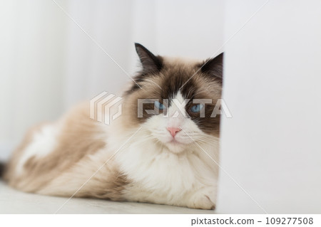 Blue bicolor ragdoll female cat looking interested. High quality photo Blue bicolor ragdoll female cat looking interested. High quality photo 109277508