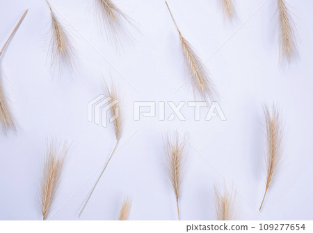White background with spikelets .Countryside concept. Floral background. White background with spikelets .Countryside concept. Floral background. 109277654
