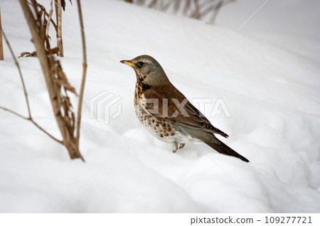 The fieldfare (Turdus pilaris) is on snow. Scene from wild nature.  109277721