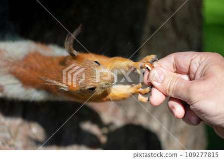 Hand with nut and squirrel. Man feeds a squirrel. 109277815