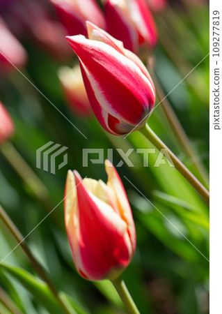 Beautiful spring flowers. Vertical red tulips with white stripes 109277819