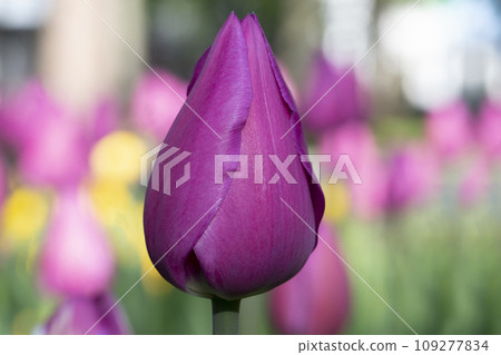 Violet tulip close-up. Beautiful spring flower in the garden. 109277834