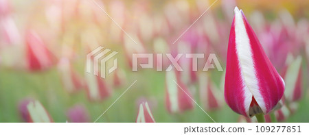 Striped tulip banner on a blurred background. Beautiful flowers. Striped tulip banner on a blurred background. Beautiful flowers. 109277851