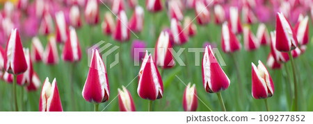 Banner of striped tulips. Beautiful spring flowers in the garden. Banner of striped tulips. Beautiful spring flowers in the garden. 109277852