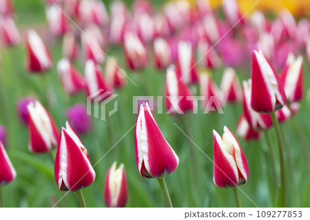 Banner of striped tulips. Beautiful spring flowers in the garden. 109277853