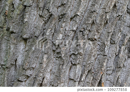 The bark of an old tree. The texture of the growing oak. The bark of an old tree. The texture of the growing oak. 109277858