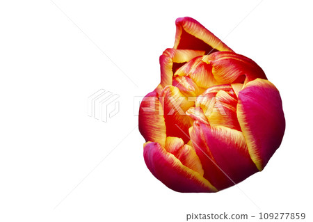 Orange large tulip on a white background. Beautiful flower isolated. 109277859