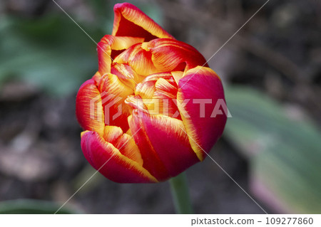 Beautiful magnificent red tulip. 109277860