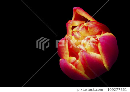 Beautiful orange tulip on a black background. Background beautiful flower. 109277861