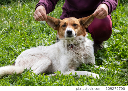 Shaggy white dog lying on ground in yard 109279700