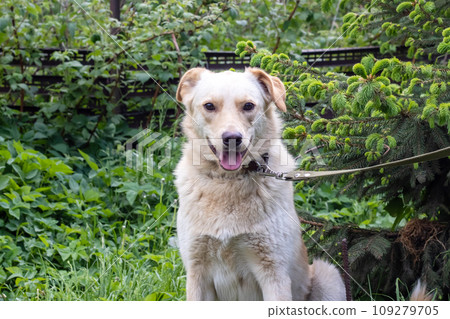 Big white dog sitting on the grass Big white dog sitting on the grass 109279705