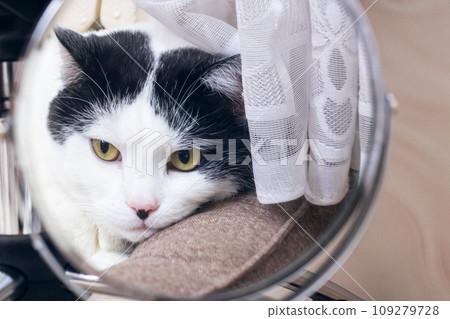 A white cat in a reflection in a mirror A white cat in a reflection in a mirror 109279728